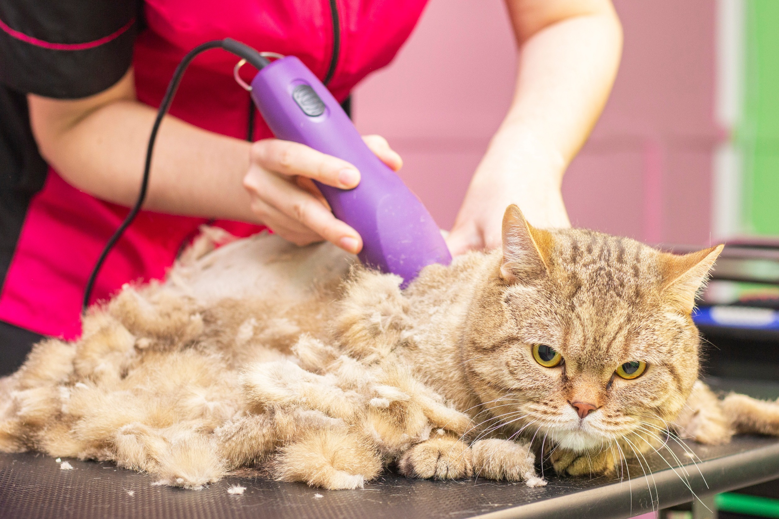 Should you shave your cat?