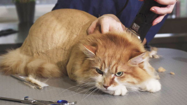 How to successfully shave a cat