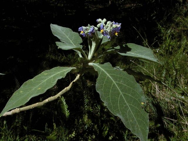 Solanum-mauritianum-flowers.jpg