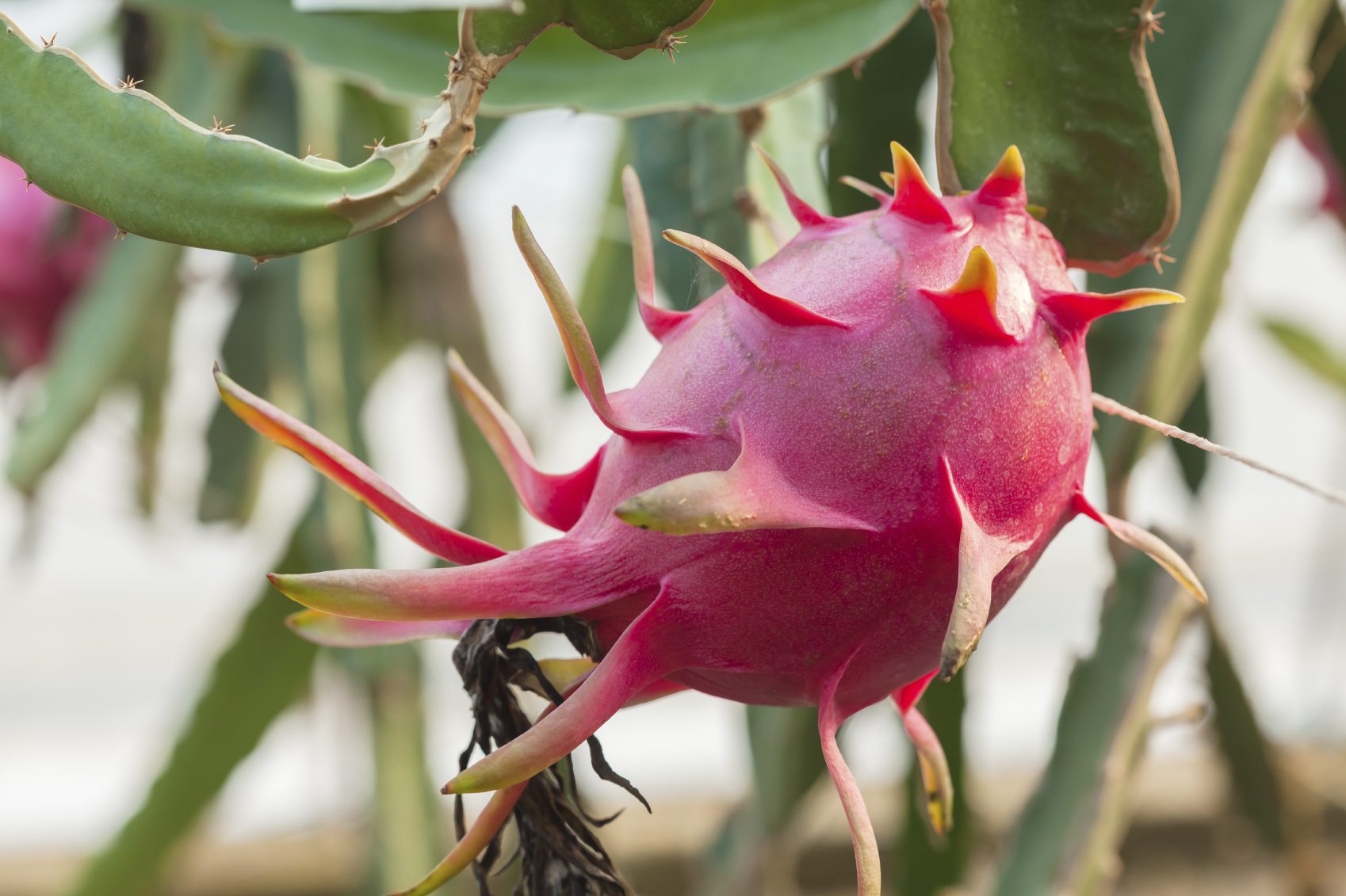 dragon-fruit.jpg