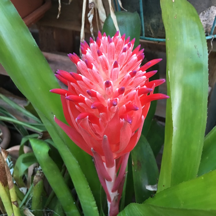 billbergia-pyramidalis.jpeg