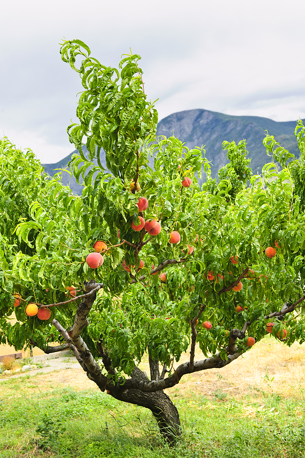 Afbeeldingsresultaat voor peach fruit tree