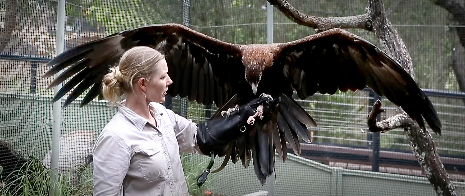 Meet Mirrigin, the wedge-tailed eagle - Ipswich First