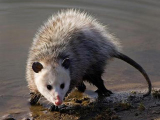 opossum-c-david-cappaert-michigan-state-