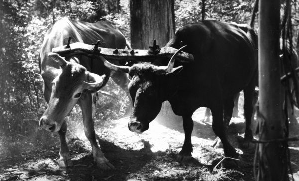 black-white-image-yoked-bullocks-hauling