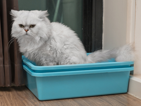 petmd-cat-litter-location.jpg