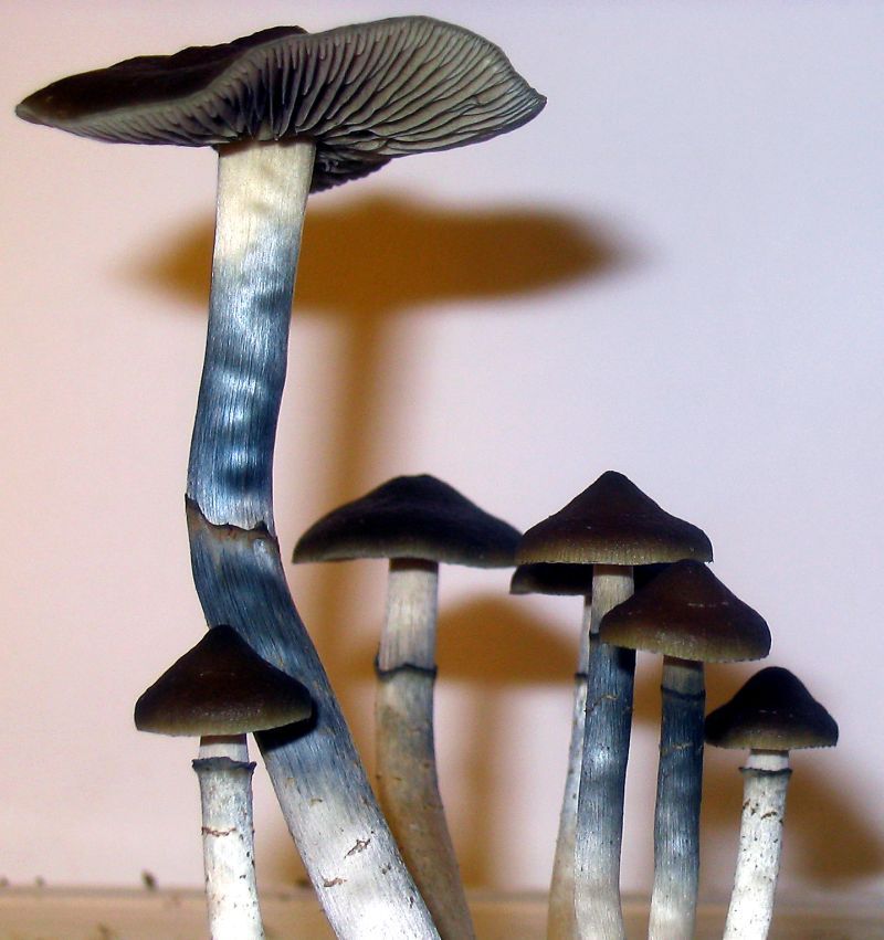 Blue-Meanies-Mushroom-Panaeolus-cyanesce