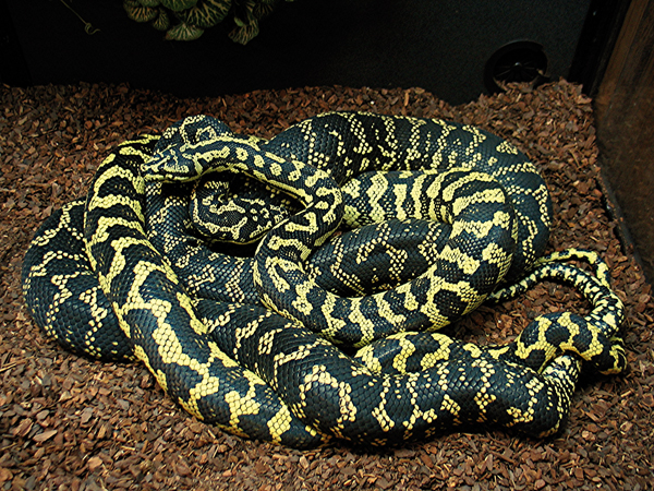 Carpet-python1.jpg