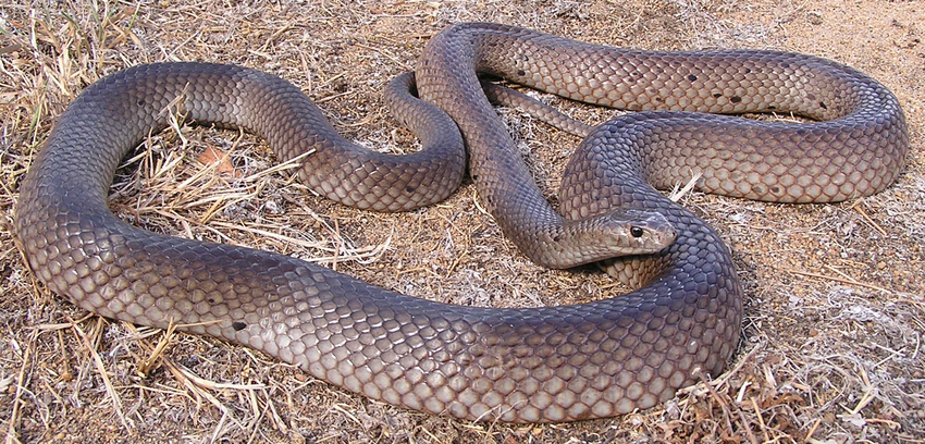 Dugite-or-Spotted-Brown-Snake-from-Red-H