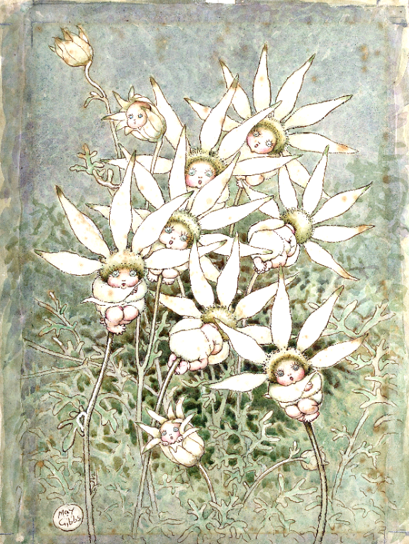 May-Gibbs-painting-of-orchid-blossoms.pn