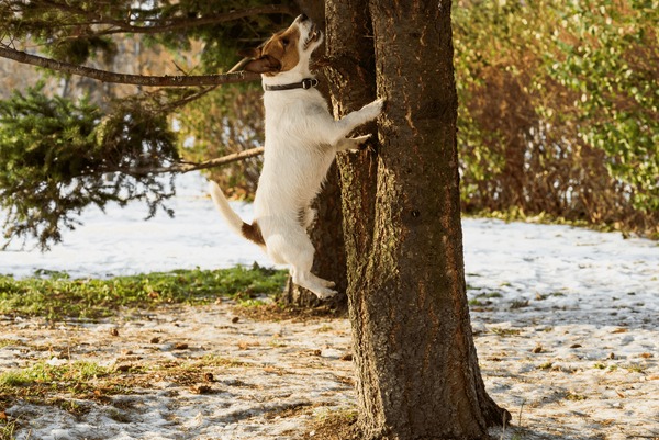 98 Dog Chasing Squirrel Royalty-Free Images, Stock Photos & Pictures |  Shutterstock