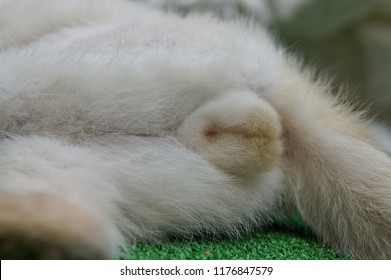Testicles White Cat Lying On Floor Stock Photo 1176847579 | Shutterstock