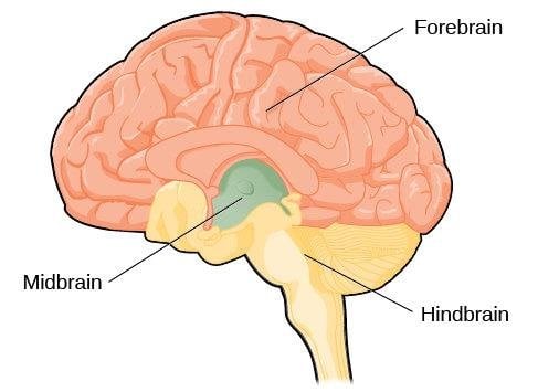 Hindbrain-Midbrain-and-Forebrain.jpg