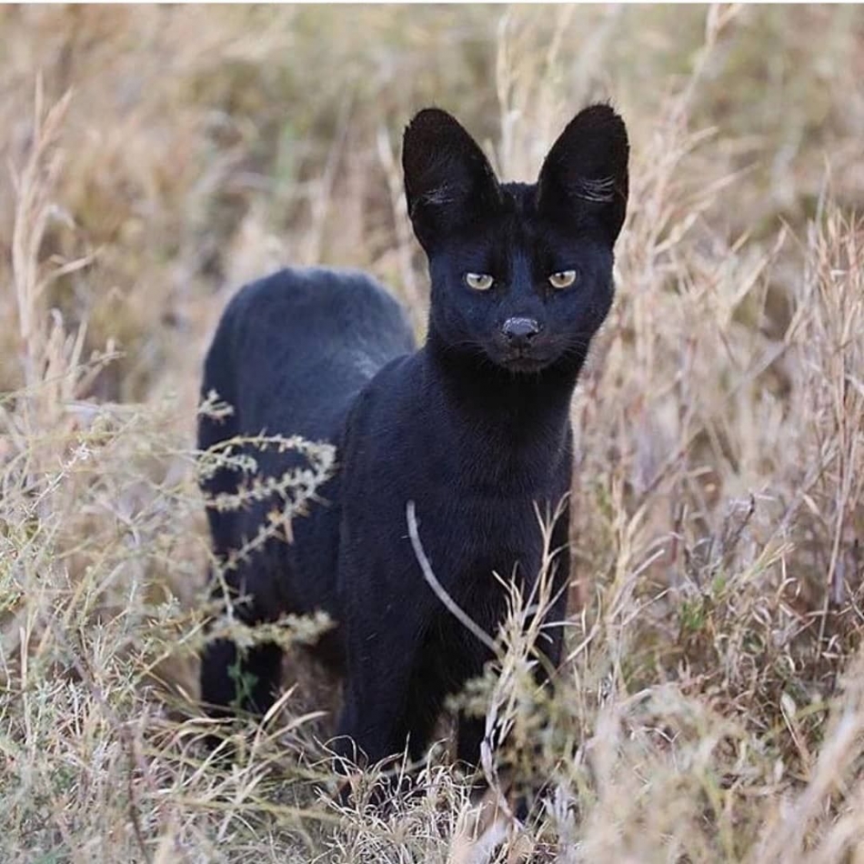 Extremely Rare Black Serval Spotted In The Wild