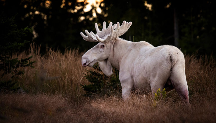 1615920691_moose_1_cover.png