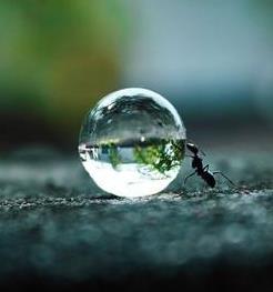 ant-and-dew-drop.jpg