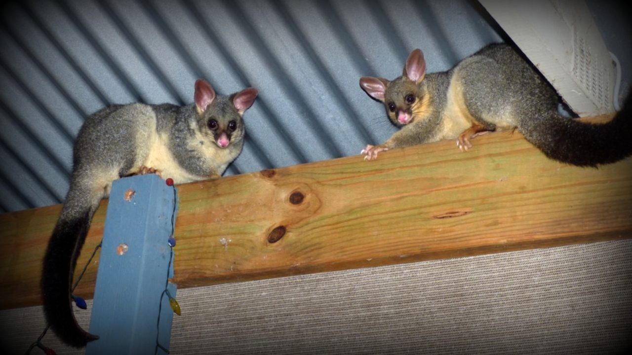 How To Remove A Possum From Your Roof & Stop Them Returning