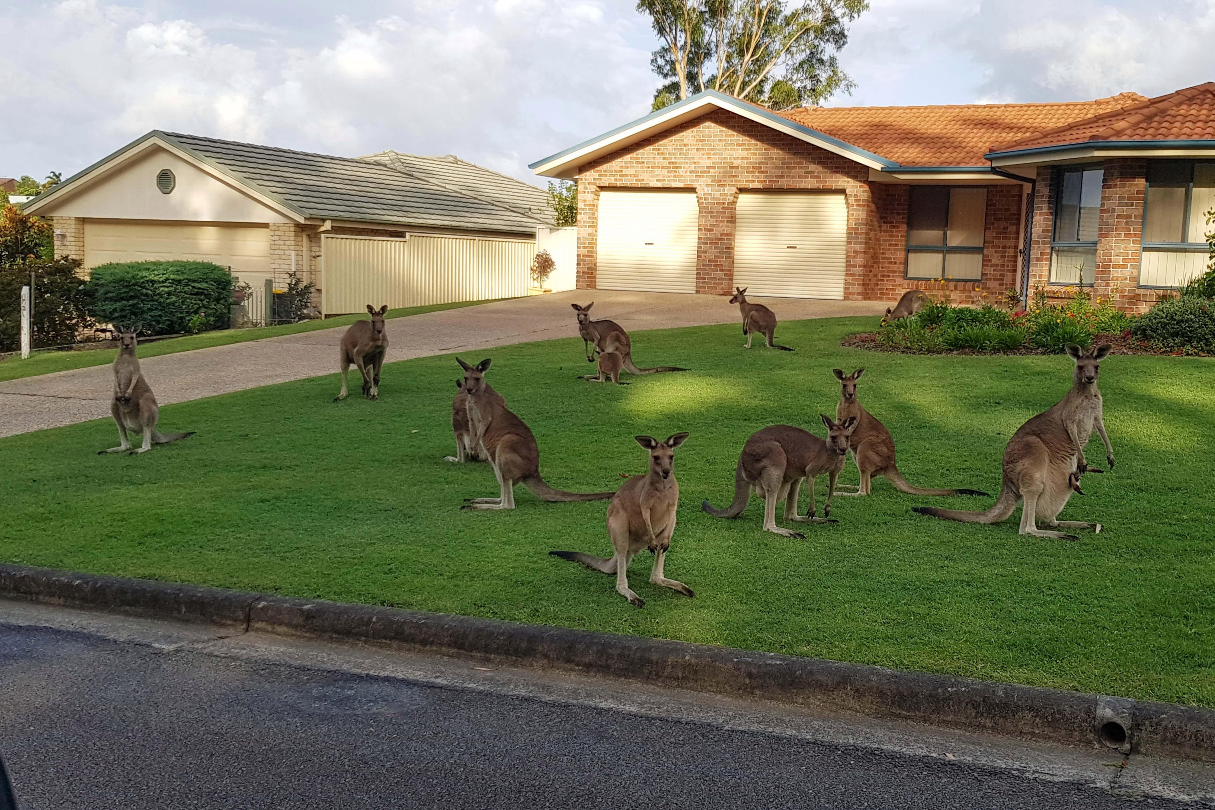 Обитатель дома 6. Кенгуру в Австралии. Ферма кенгуру в Австралии. Австралийская живность в домах. Жилище кенгуру.