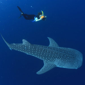 The-Whale-Sharks-of-Cenderawasih-Bay-day