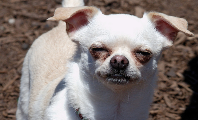 stoned-dogs-0004.png