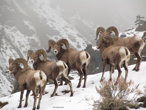 Image result for wild sheep
