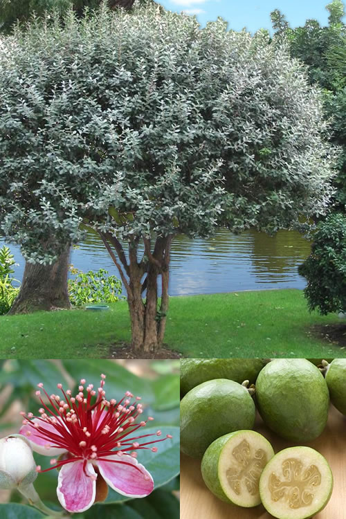 Buy Fragrant Pineapple Guava Plant | FREE SHIPPING | Wilson Bros Gardens |  3 Gallon Pot