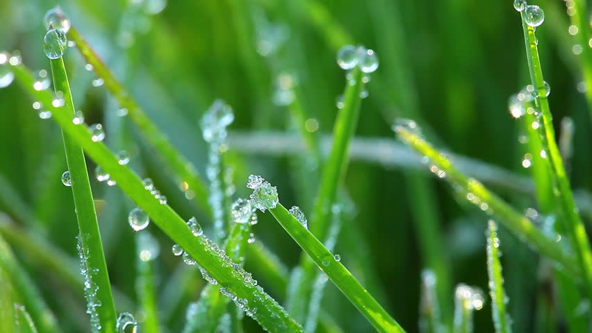 Image result for dew on grass image