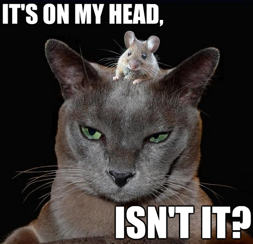 cat-mouse-on-its-head.png