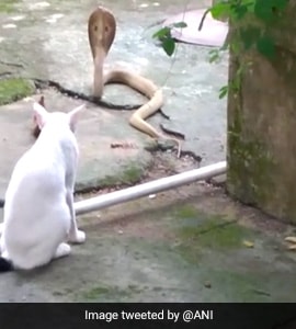 Pet Cat Stands Guard Outside Odisha House To Prevent Cobra From Entering