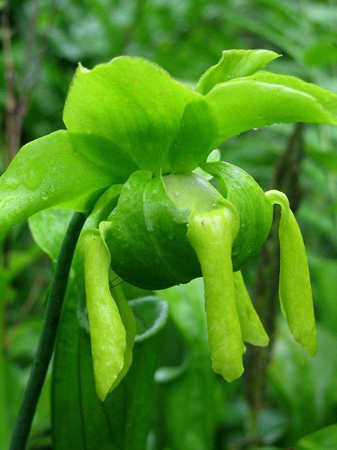 Image result for green pitcher plant flower