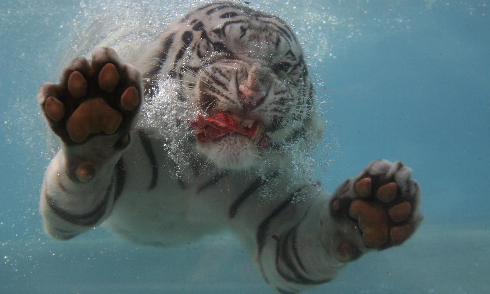 swimming-tigers-125531237.jpg