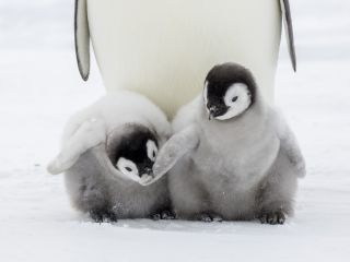 Emperor penguin chicks in Antarctica.