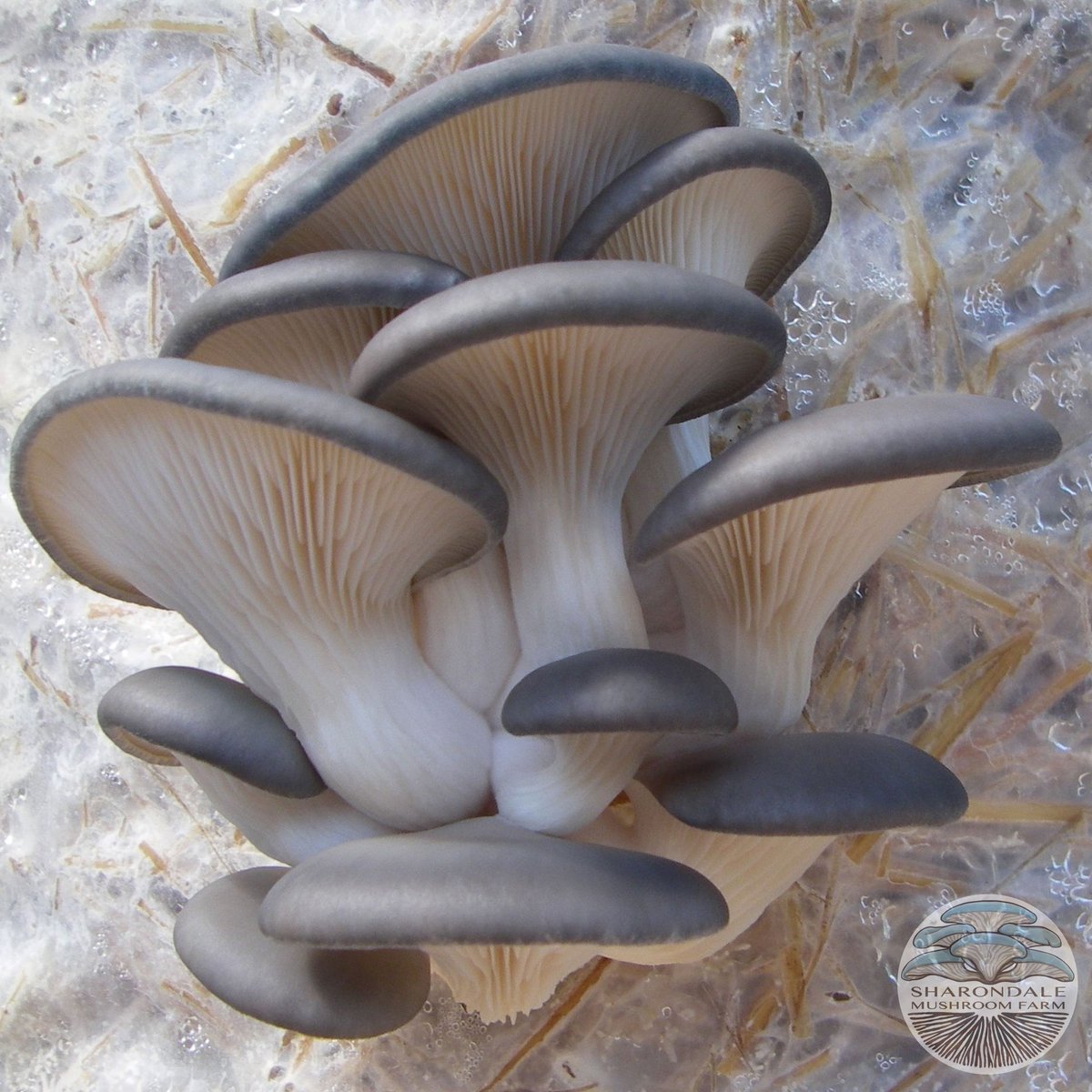 blue-oyster-mushrooms_1200x1200.jpg?v=15