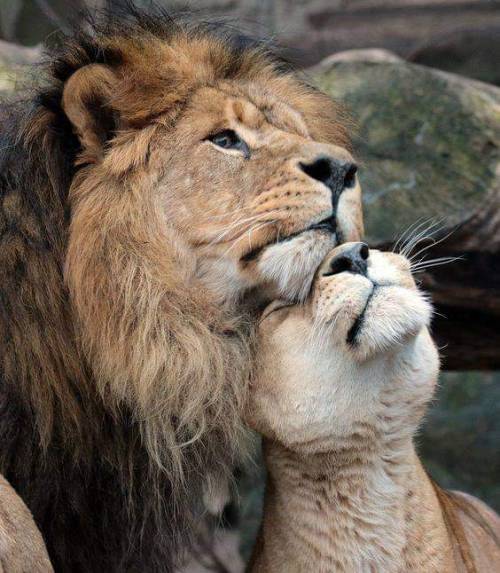 They are at it AGAIN. Lions are The Most Cuddling animals....it&#39;s one of  their most favorite things to do.