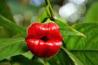 Afbeeldingsresultaat voor flower kissing lips