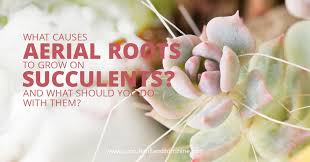 Image result for hair as aerial roots