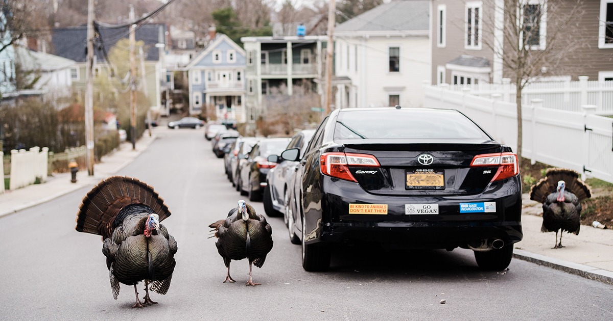 Photos: Are Wild Animals Taking over Boston During the ...