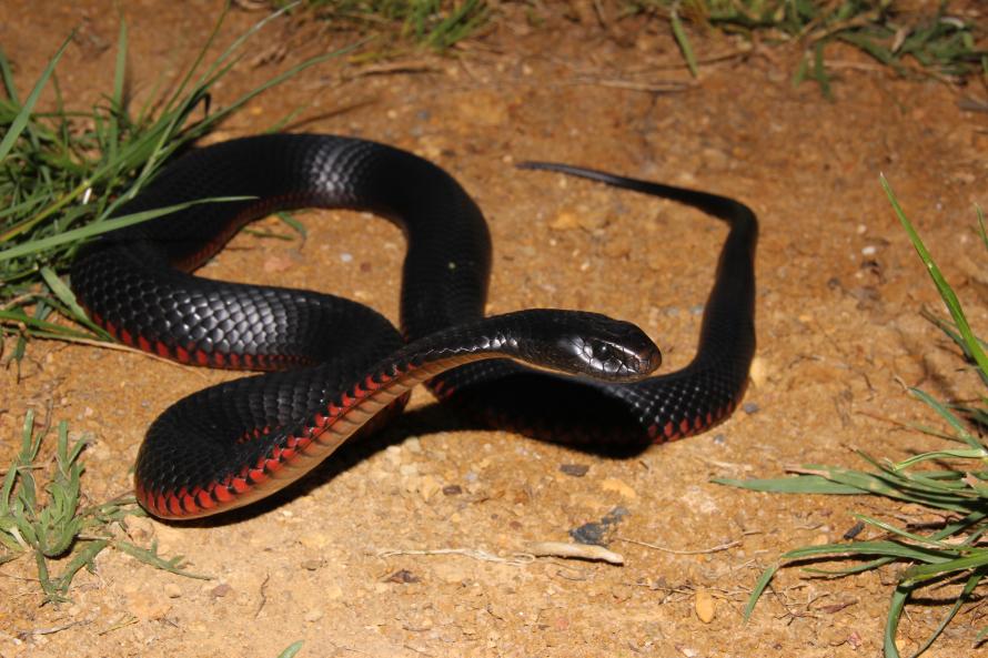 Red-bellied Black Snake | Grasslands