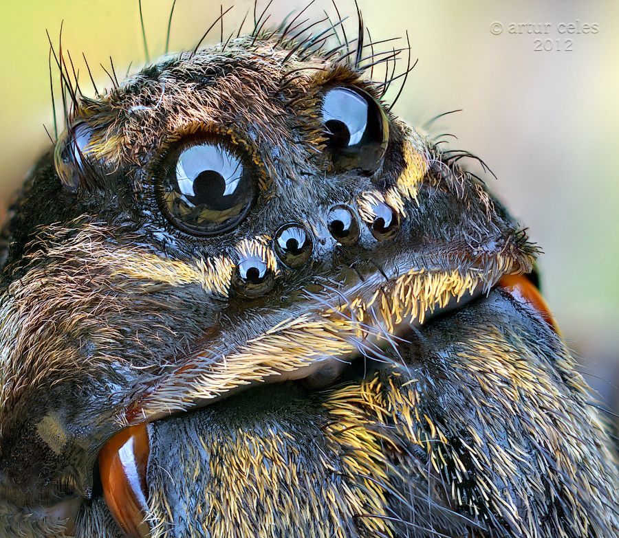 This cute little spider is photographed by the amazing Mr. Artur Celes ...
