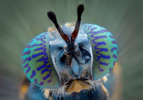 Close-up of a solider fly - Yudy Sauw/Solent News/Shutterstock | Weird ...