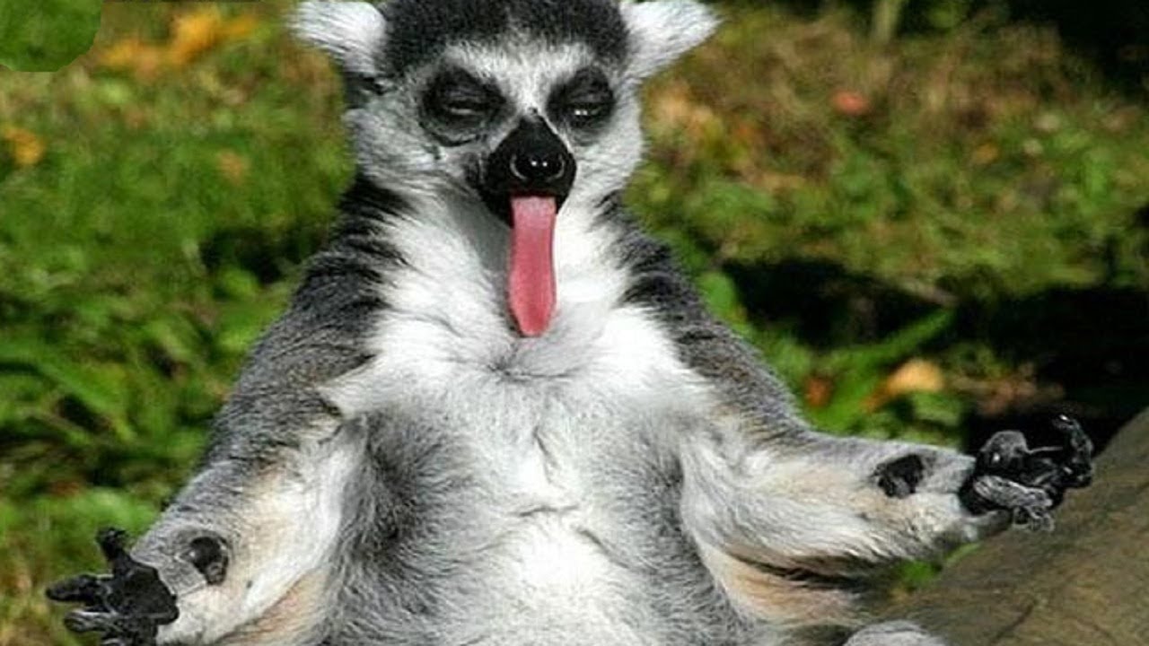 Ten of the Funniest, Cutest and Most Lovable Lemurs You Are Ever Going to See - YouTube