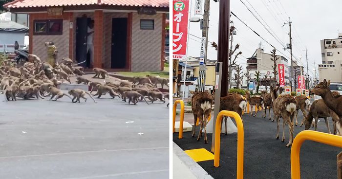 Animals Invade Cities As People Quarantine Themselves At ...