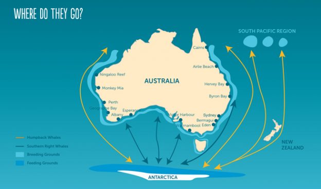 Annual Humpback Whale Migration - East Coast Australia | Ocean Life ...