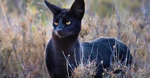 Extremely Rare Black Serval Spotted In The Wild