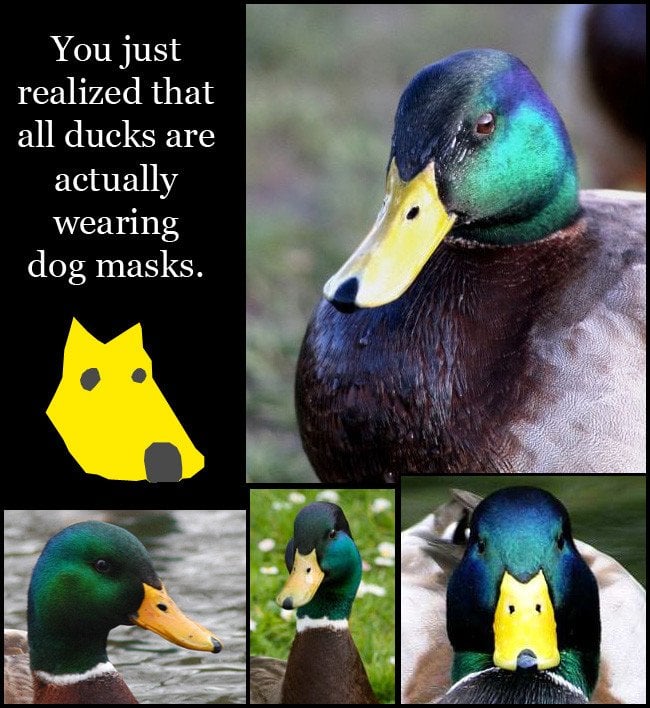 r/woahdude - You can't unsee the dog in the duck [pic]