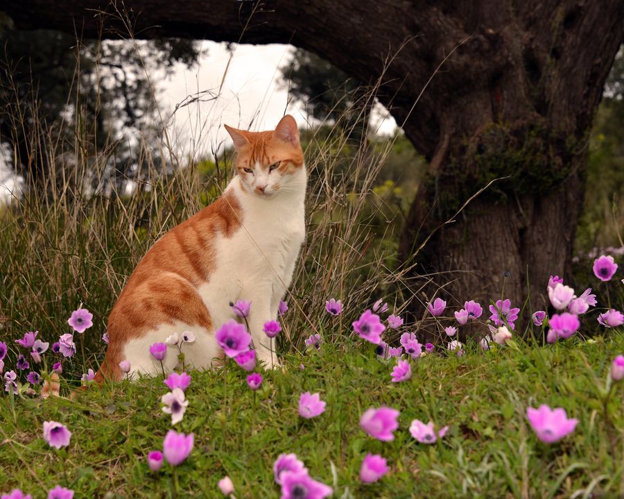 Cat in Field of Flowers | Cottagecore cat, Cats, Flower field