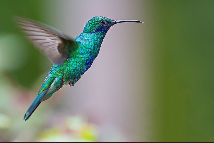 Fly to the imposible / HUMMINGBIRDS FLYING VIDEO- COLIBRÃ COLNADO BATIENDO  SUS ALAS #hummingbirds #birds #nature #wildlife #aves #colibâ¦ |  Hummingbird, Bird, Flying