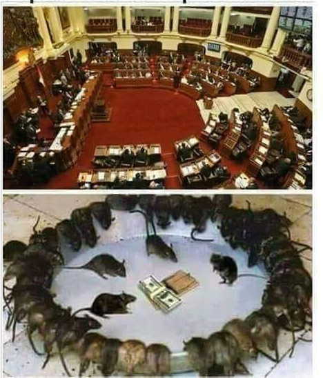 senate-rats.jpg