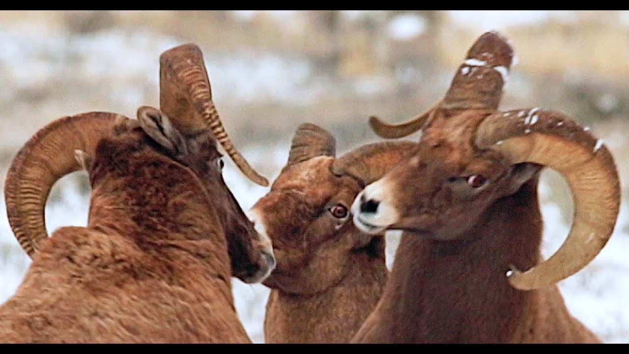 Wildlife Photography - EPIC BIGHORN HEAD BUTTING sound 4K - Jackson  Hole/Grand Teton National Park - YouTube