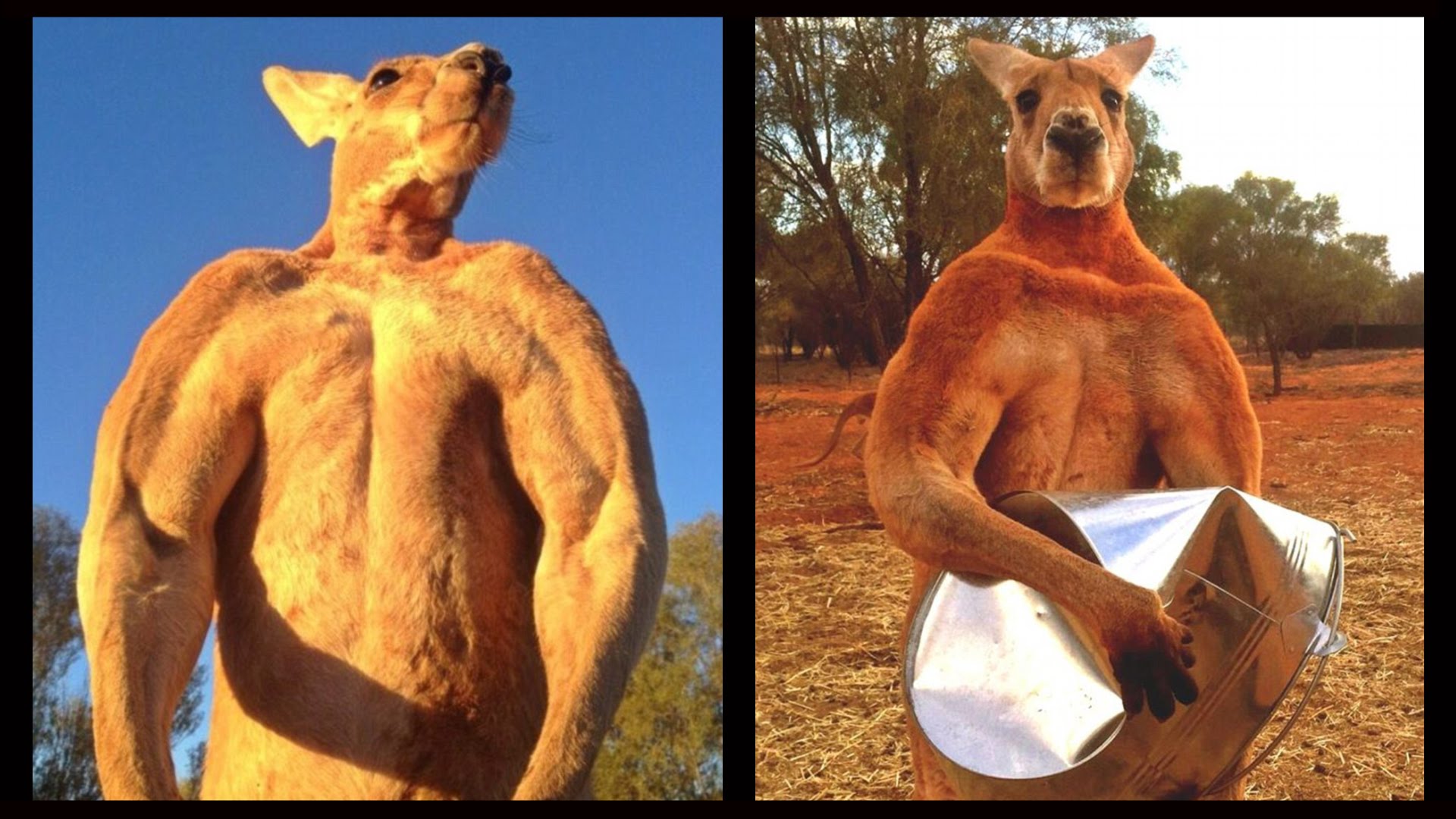 Image result for roger the kangaroo